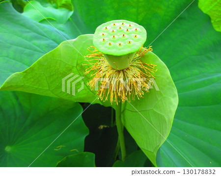 足立堀內公園的蓮花風景(東京都足立區) 足立堀內公園的蓮花風景(東京都足立區) 130178832