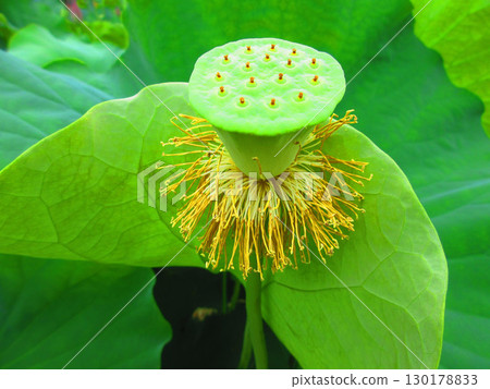 足立堀內公園的蓮花風景（東京都足立區） 130178833