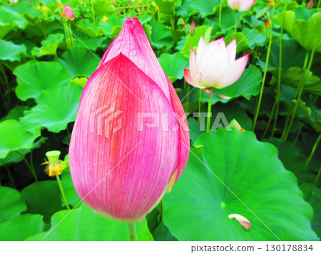 Lotus flower scenery at Adachi Horinouchi Park (Adachi Ward, Tokyo) 130178834