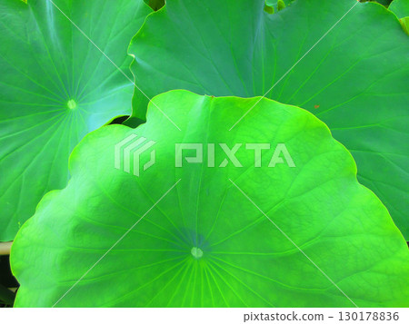 Lotus flower scenery at Adachi Horinouchi Park (Adachi Ward, Tokyo) 130178836