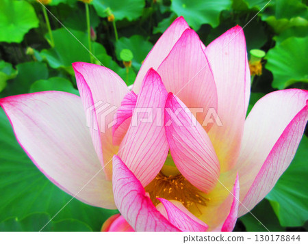 Lotus flower scenery at Adachi Horinouchi Park (Adachi Ward, Tokyo) Lotus flower scenery at Adachi Horinouchi Park (Adachi Ward, Tokyo) 130178844