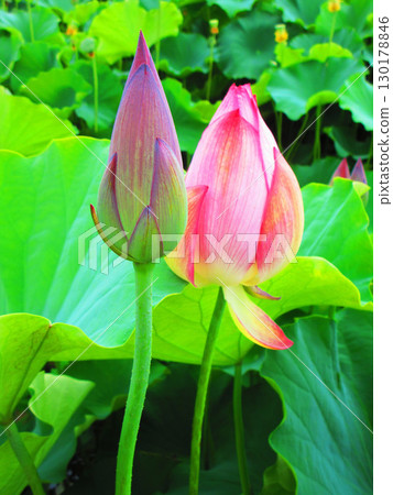 足立堀內公園的蓮花風景(東京都足立區) 足立堀內公園的蓮花風景(東京都足立區) 130178846