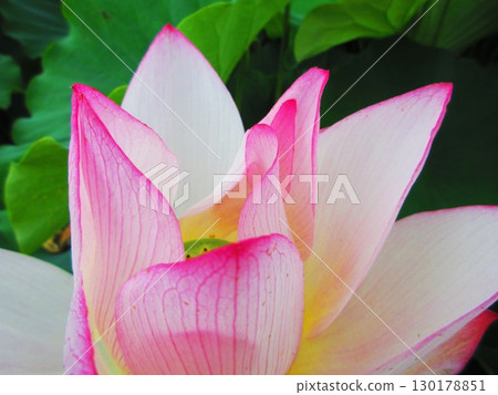 Lotus flower scenery at Adachi Horinouchi Park (Adachi Ward, Tokyo) 130178851