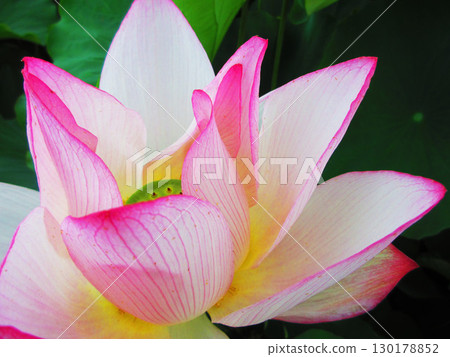 足立堀內公園的蓮花風景(東京都足立區) 足立堀內公園的蓮花風景(東京都足立區) 130178852