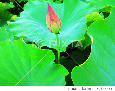 足立堀內公園的蓮花風景(東京都足立區) 足立堀內公園的蓮花風景(東京都足立區) 130178853