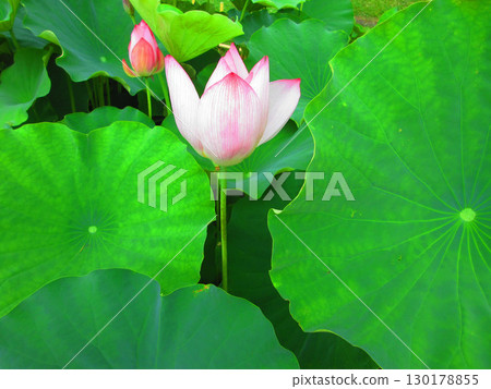 Lotus flower scenery at Adachi Horinouchi Park (Adachi Ward, Tokyo) Lotus flower scenery at Adachi Horinouchi Park (Adachi Ward, Tokyo) 130178855