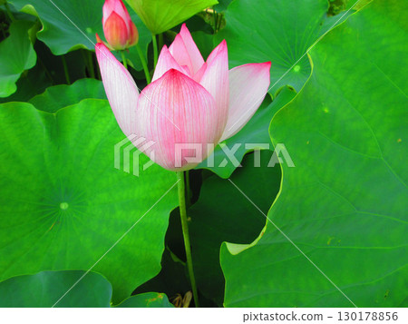 Lotus flower scenery at Adachi Horinouchi Park (Adachi Ward, Tokyo) 130178856