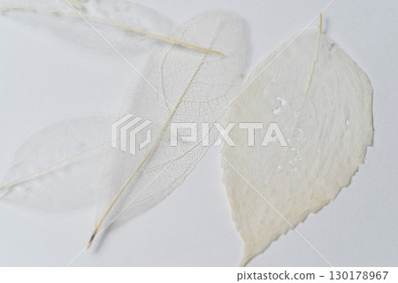 骨架葉的美麗白色葉脈 130178967