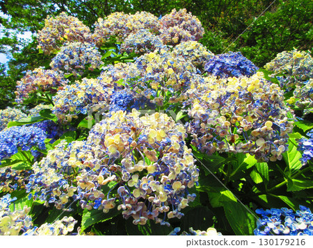 烏祖繡球花景觀 烏祖繡球花景觀 130179216