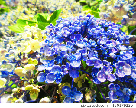 Uzu hydrangea flower landscape Uzu hydrangea flower landscape 130179220