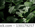 Close-up of fresh green hydrangea leaves 2 130179257
