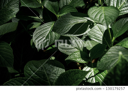 Close-up of fresh green hydrangea leaves 2 130179257