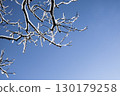 Blue winter sky after the snow and snow-covered tree branches 130179258