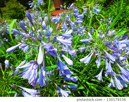 百子蓮 (紫色君子蘭) 花卉景觀 130179336