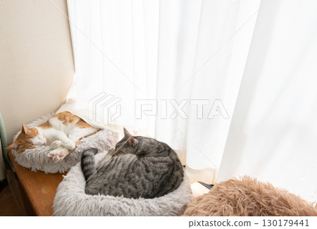 Two cats sleeping by the window Two cats sleeping by the window 130179441
