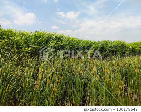 A scene of cattails and summer grass growing in an irrigation canal blown by the wind on a hot day A scene of cattails and summer grass growing in an irrigation canal blown by the wind on a hot day 130179642