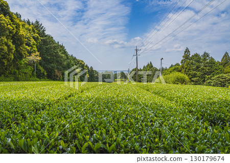 Scenery of the tea fields in Morimachi (Shizuoka Prefecture) 130179674