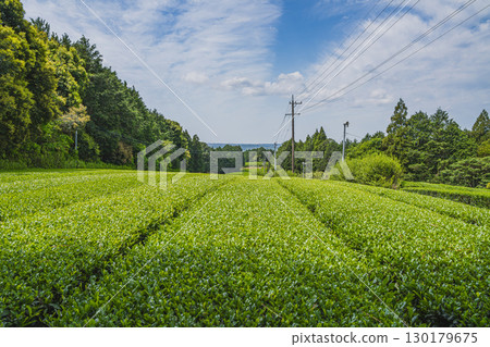 Scenery of the tea fields in Morimachi (Shizuoka Prefecture) 130179675
