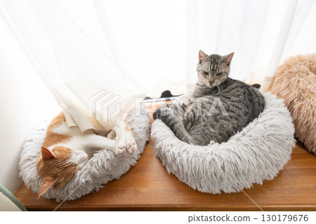 兩隻貓睡在窗邊 130179676