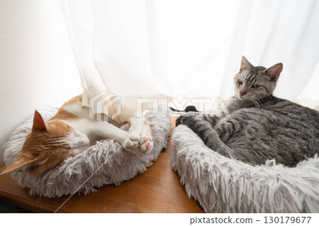 兩隻貓睡在窗邊 130179677