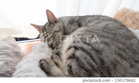 Sabatra cat sleeping by the window 130179682