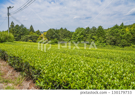 Scenery of the tea fields in Morimachi (Shizuoka Prefecture) 130179733