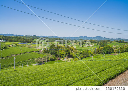 靜岡縣掛川市彗星探索之丘公園週邊茶園的景色 130179830