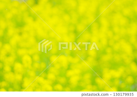 Rape blossom field - Rape blossom color image Rape blossom field - Rape blossom color image 130179935