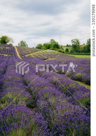 Rows of vibrant purple lavender stretching across field, with solitary white chair nestled among fragrant blossoms beneath cloudy sky, create tranquil and picturesque scene. Blooming lavender field Rows of vibrant purple lavender stretching across field, with solitary white chair nestled among fragrant blossoms beneath cloudy sky, create tranquil and picturesque scene. Blooming lavender field 130179998