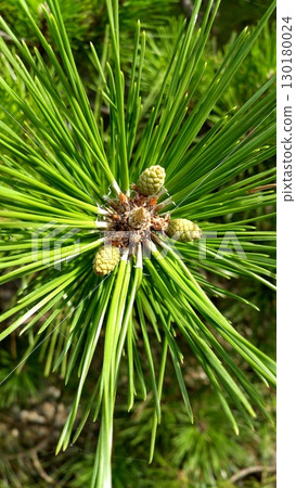 Pine and young pine cones Pine and young pine cones 130180024