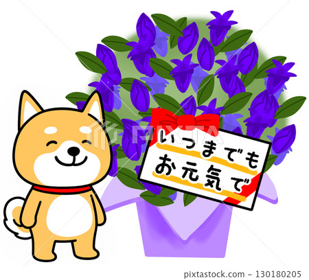 Shiba Inu gives blue gentian flowers on Respect for the Aged Day 130180205