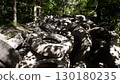 A large accumulation of discarded rubber tires piles up in a forest environment, exposing the critical ecological issues related to pollution and waste management. 130180235