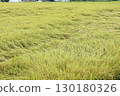 Rice plants nearing harvest that have been blown over by the wind 130180326