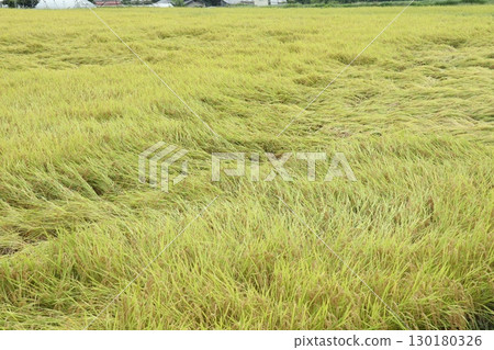 Rice plants nearing harvest that have been blown over by the wind Rice plants nearing harvest that have been blown over by the wind 130180326