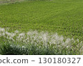 A view of the sprouts and silver grass growing after the rice harvest 130180327