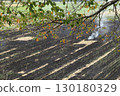 Autumn rice field burning 130180329