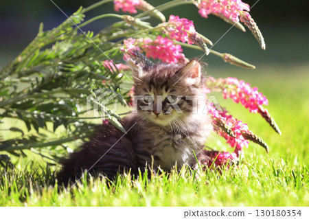 Little kitten sitting on the grass with flowers in the  summer garden 130180354