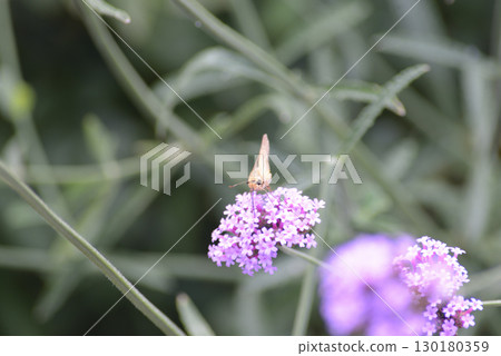 一隻蝴蝶停在一朵淡紫色的花上 130180359