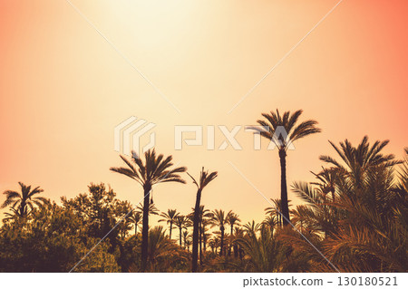 Palm trees against an orange sunset sky. Tropical nature background 130180521