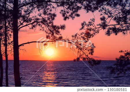 Seascape in the evening. Beautiful sunset over the sea. Pine trees on the seashore 130180581