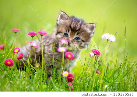Little kitten sitting on the grass with flowers in the summer garden Little kitten sitting on the grass with flowers in the summer garden 130180585