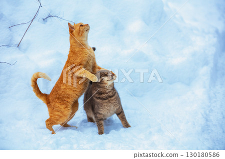 Two funny cats outside in the snow. Red playful cat looks at snowflakes in snowy winter 130180586