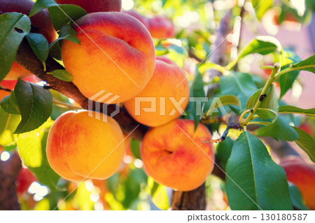 Peaches on a branch in the garden. Nature background. Harvest of ripe peaches 130180587