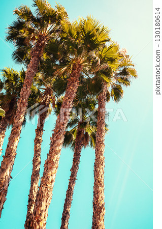Palm trees against the blue sky. Tropical nature background Palm trees against the blue sky. Tropical nature background 130180614