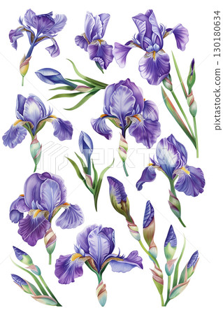 Isolated collection of delicate purple irises on a white background for spring decoration 130180634