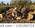 Sawn Oak Tree Segments in a Rural Location on a Summer Evening 130180724