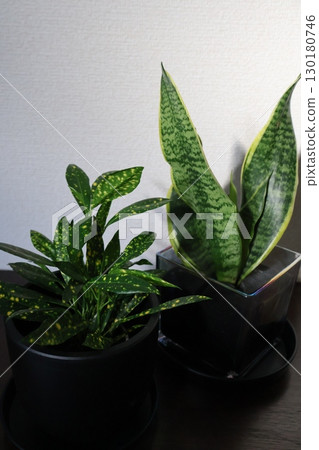 鞋櫃上的虎尾蘭和巴豆植物 鞋櫃上的虎尾蘭和巴豆植物 130180746