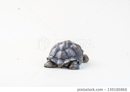 Galapagos giant tortoise on isolated background 130180868