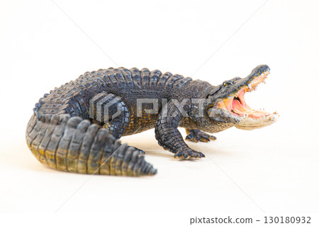 Nile crocodile animal on isolated background 130180932