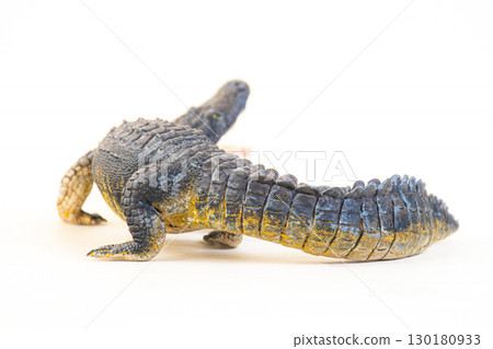 Nile crocodile animal on isolated background 130180933